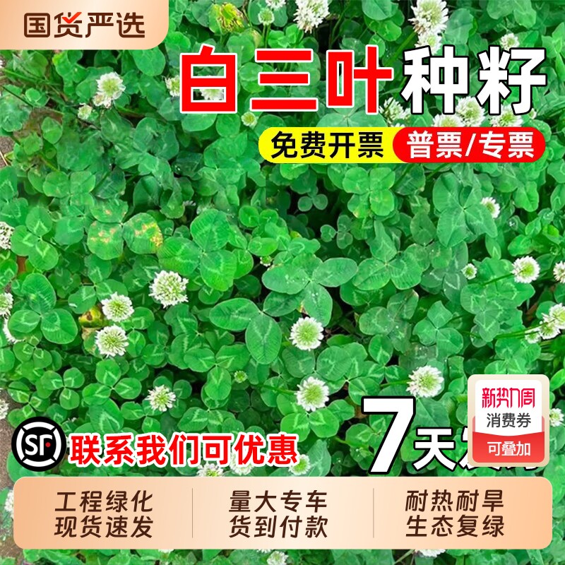 白三叶草籽耐热耐旱红三叶草种子生态修复水土保持护坡绿化草种籽