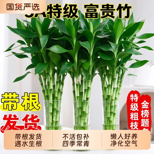 富贵竹水培植物客厅招财节节高水