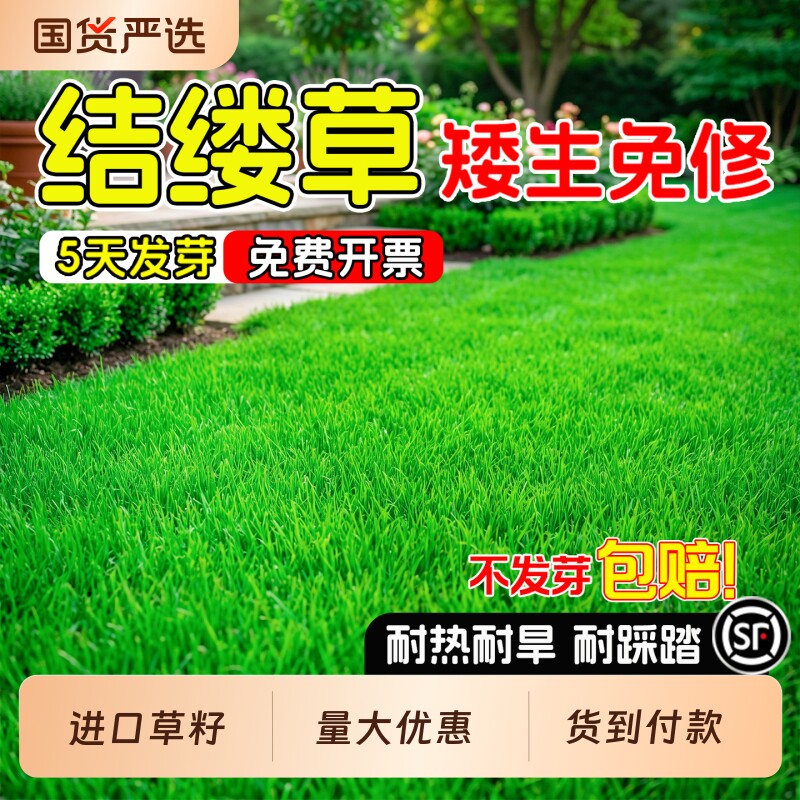 结缕草草籽四季常青耐践踏免修剪矮生庭院别墅公园绿化草坪草种子