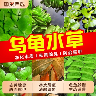 浮萍龟缸绿植水草乌龟缸造景专用养龟菖蒲龟缸净水造氧水生植物