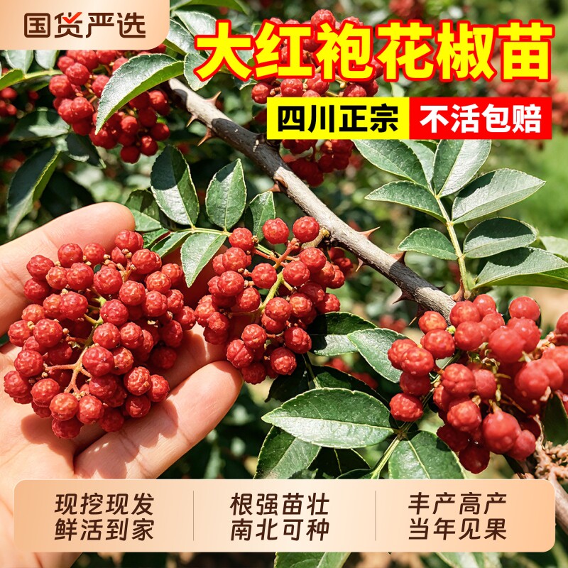 正宗花椒树大苗当年结果图片