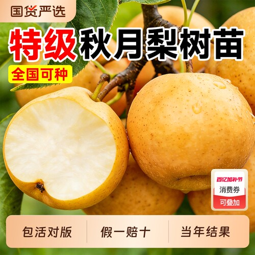 【当年结果】特级秋月梨果树