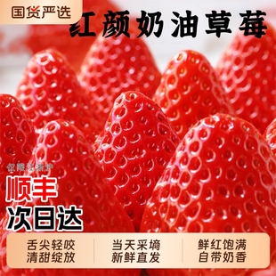 草莓新鲜水果礼盒5斤孕妇红颜奶油九九大99牛奶草莓整箱3顺丰包邮