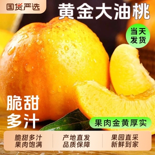 精选黄金油桃【净重5斤】