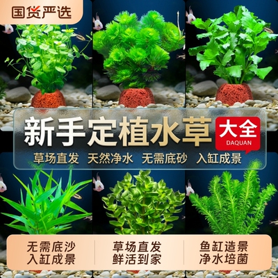 火山石水草净化水质|千人回购