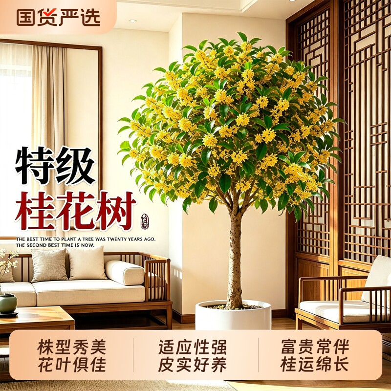 浓香四季桂老桩盆景庭院阳台客厅图片