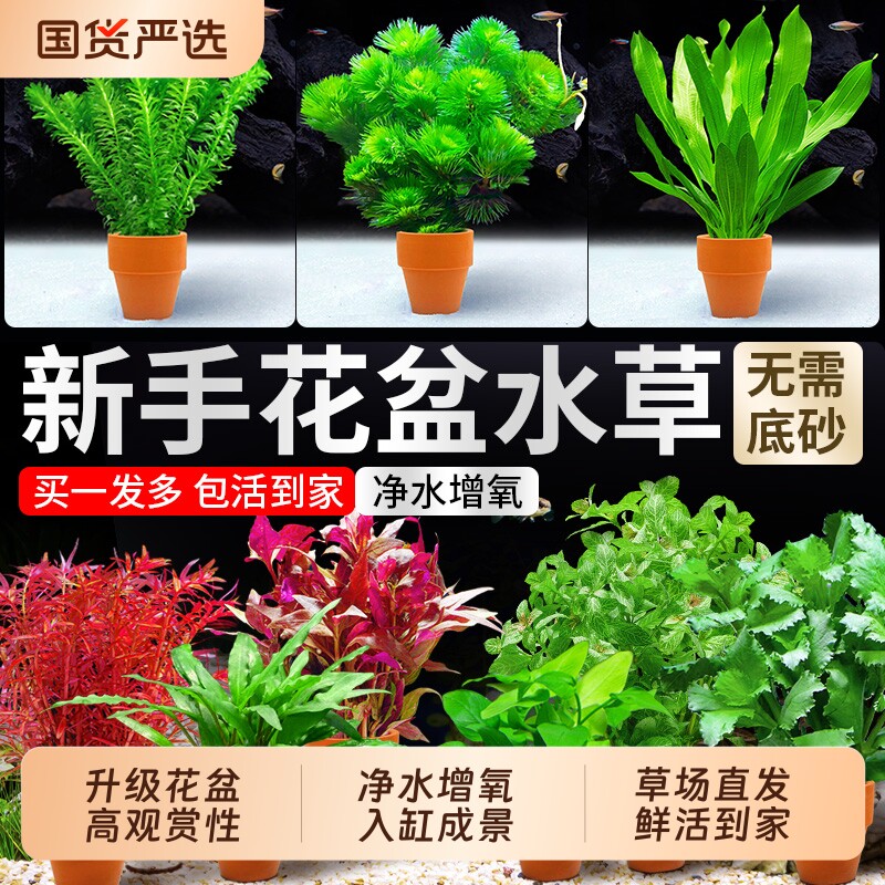 鱼缸小花盆蜈蚣草水草造景专用水培真草阴性净水定植水草植物装饰