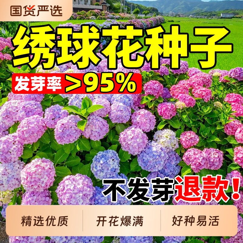 绣球花种子四季播种室内外庭院好养易活多年生盆栽地栽混色花种籽