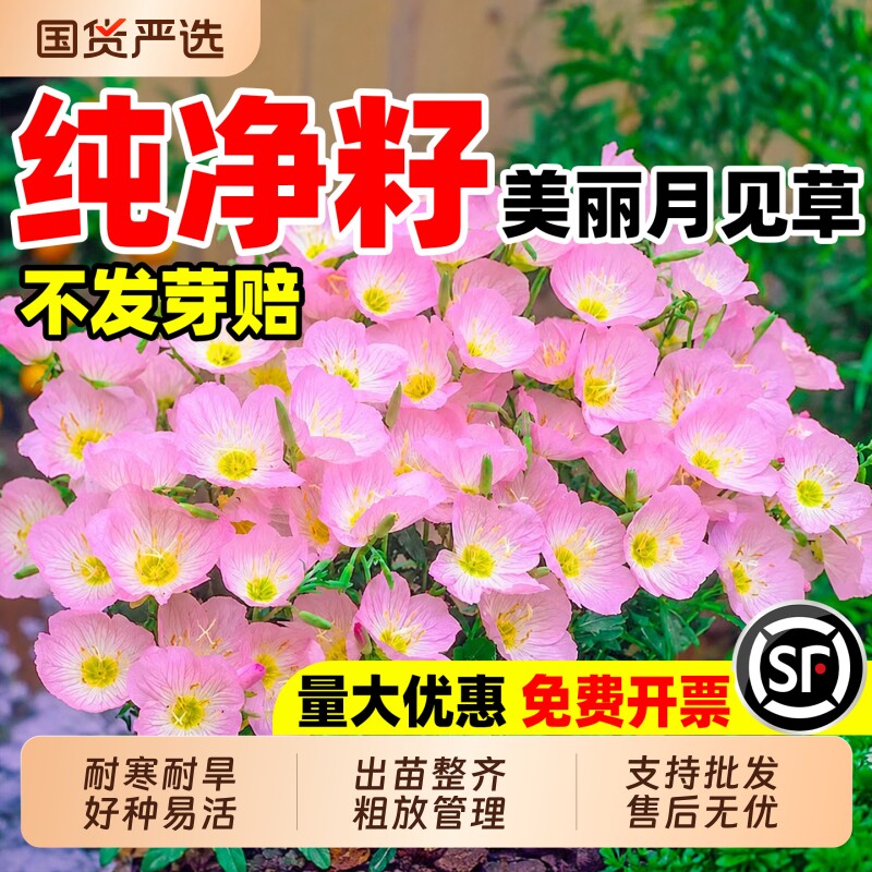 美丽月见草花籽四季可播室外庭院花海造景宿根野花组合花卉种子籽图片