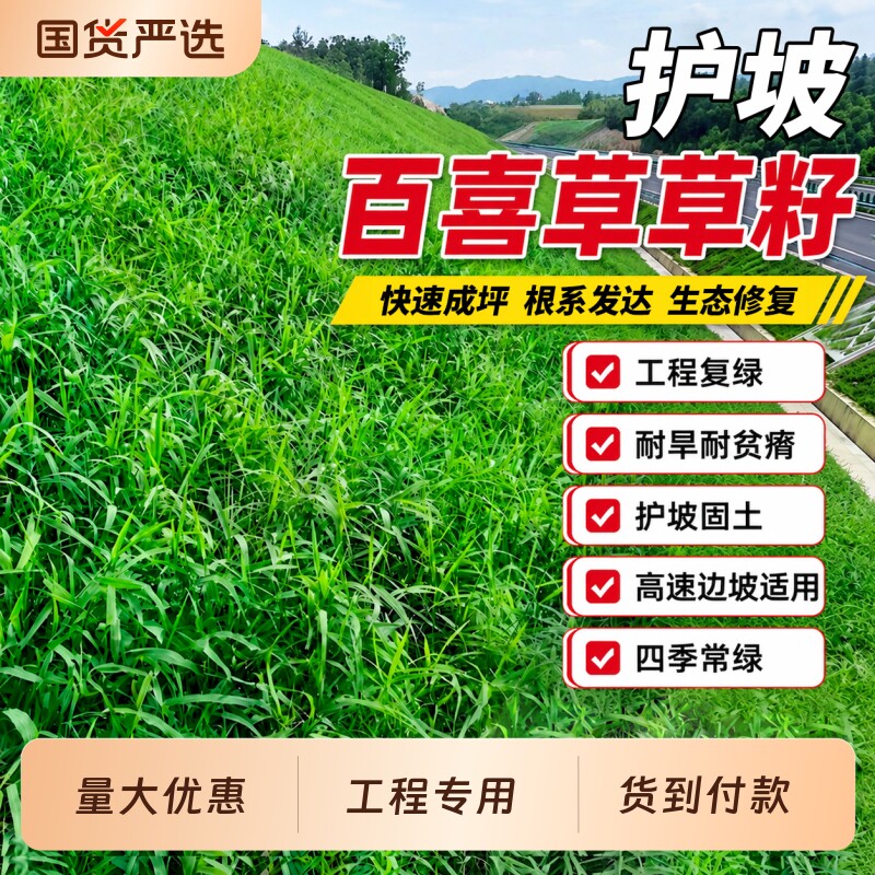 百喜草草籽耐热耐旱护坡绿化宽叶草草种籽耐高温矿山复绿草坪种子
