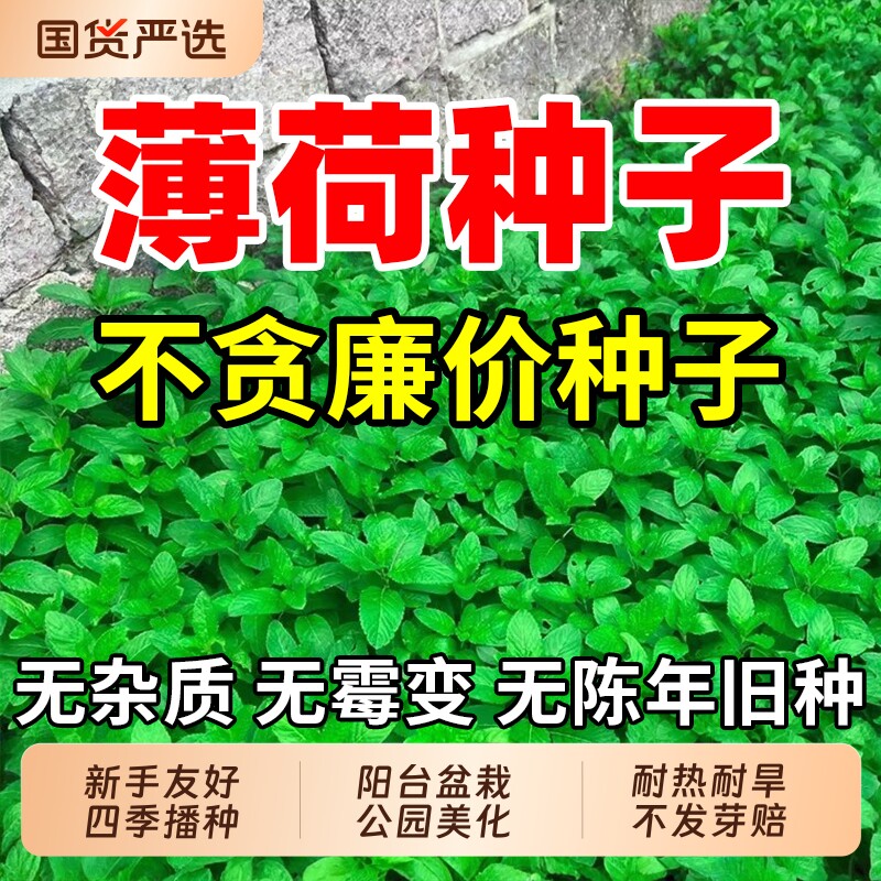 薄荷种子可食用盆栽猫薄荷种子阳台植物蔬菜种孑四季种植花种籽子