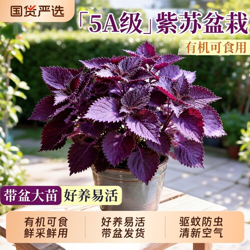 紫苏苗盆栽可食用绿植物紫苏叶大苗带土室内香草香料四季驱蚊植物