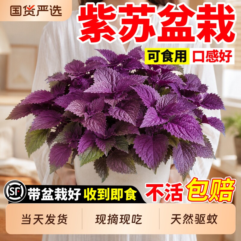 紫苏苗盆栽可食用绿植物紫苏叶大苗烤肉香草香料罗勒大盆花盆驱蚊