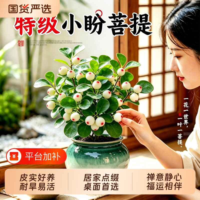 小盼菩提盆栽带果禅意绿植办公室桌面摆件四季常青好养活植物花卉