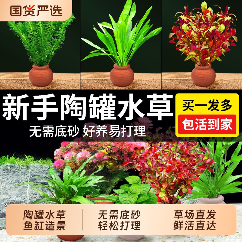 陶罐水草鱼缸造景定植摆件装饰增氧水榕绿菊蜈蚣草净水草套餐溪流