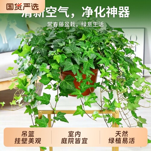 常春藤盆栽苗四季常青耐阴绿