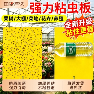 黄板双面粘虫板蓟马纸贴黄蓝飞虫小黑飞沾果蝇诱捕器粘板强力菜地