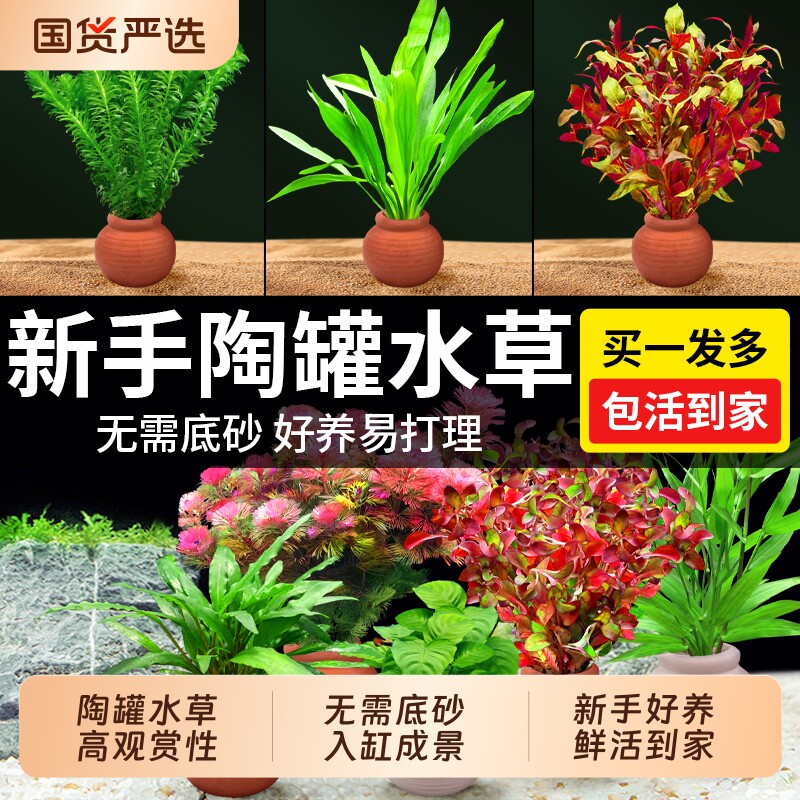 鱼缸陶罐定植水草造景摆件装饰增氧阴性榕绿菊蜈蚣草净水大叶溪流