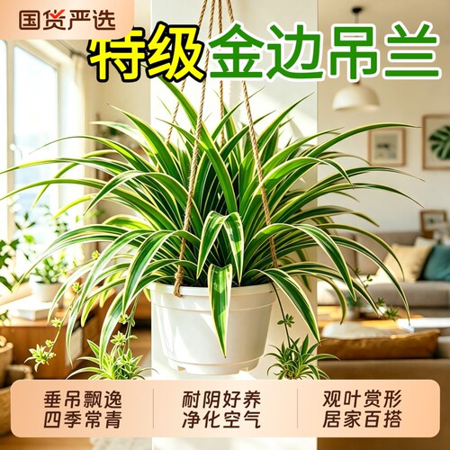 金边吊兰净化空气桌面绿植