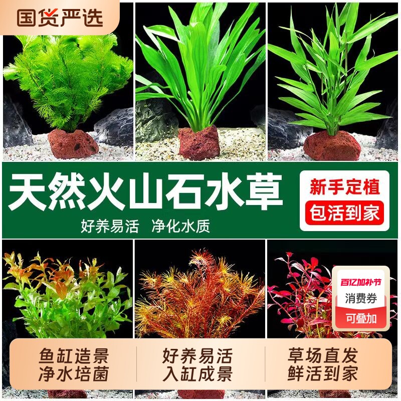 鱼缸火山石水草植物真草造景水培蜈蚣草阴性净化水质绿菊水榕套餐