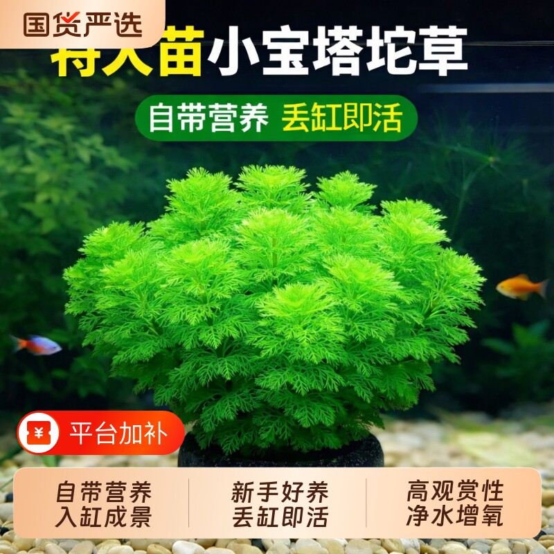 小宝塔大坨草绿菊鱼缸水草造景阴性植物真草新手蜈蚣增氧好养沉底