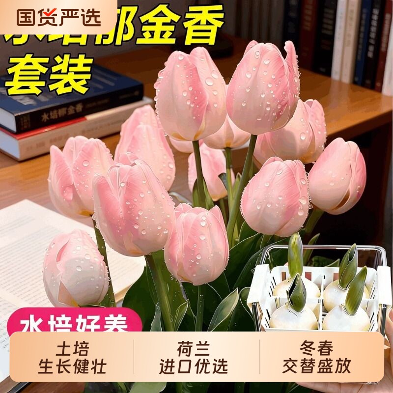 郁金香种球水培植物荷兰进口5度球桌面阳台花卉种子四季耐寒好养
