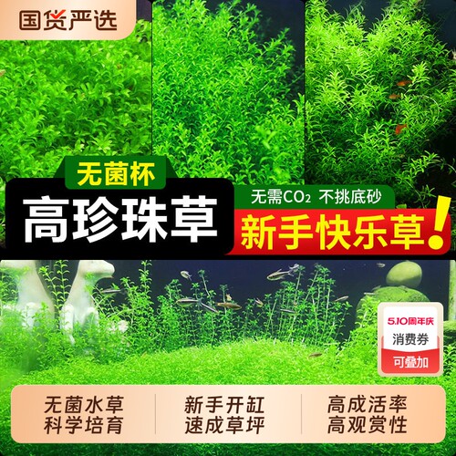 日本高珍珠水草植物生态鱼缸造景