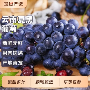 新鲜夏黑葡萄云南当季无籽葡萄孕妇水果新鲜采摘黑葡萄无核包邮