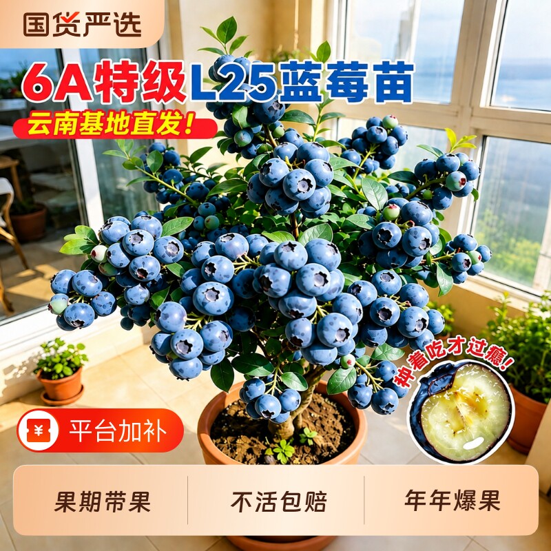 特级蓝莓树果苗盆栽特大号带果子L25阳台庭院种植四季水果耐寒