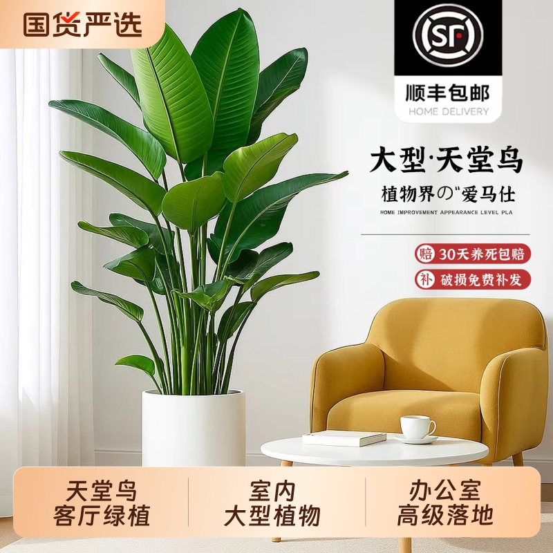 天堂鸟客厅绿植盆栽室内大型仿生植物鹤望兰办公室高级落地好养