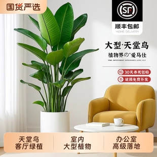 天堂鸟客厅绿植盆栽室内大型仿生植物鹤望兰办公室高级落地好养