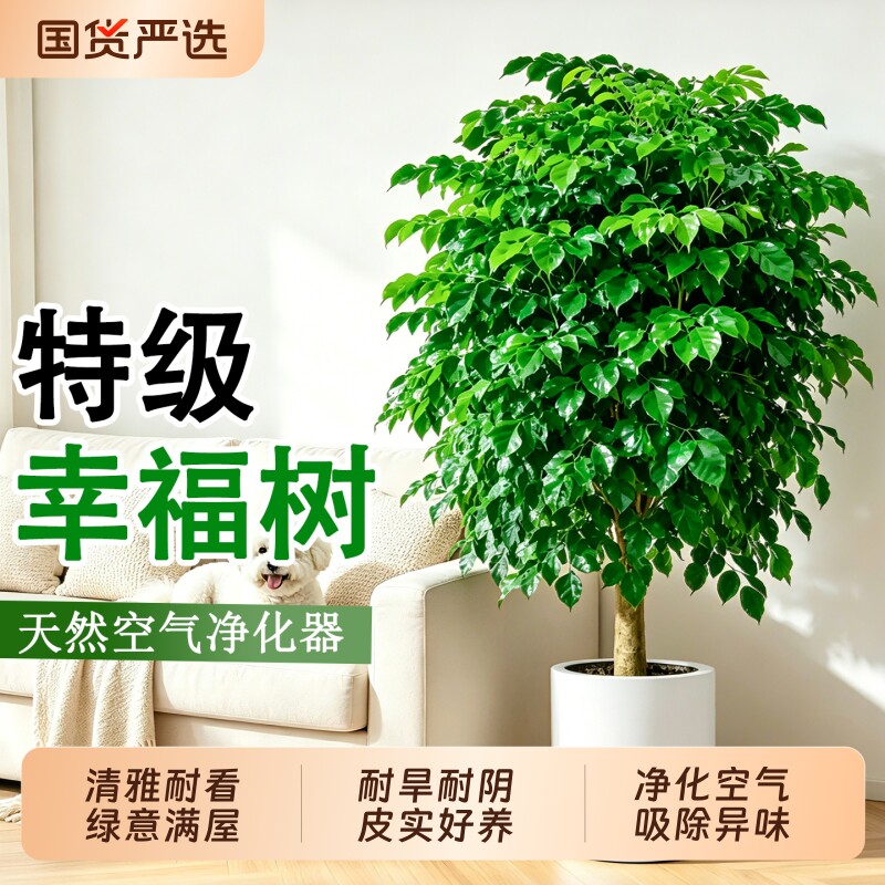 老桩幸福树盆栽室内客厅大型绿植绿宝净化空气四季常青好养活植物