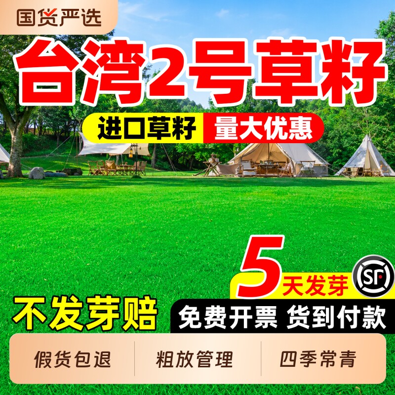 台湾2号草籽矮生耐踏四季常青庭院别墅民宿露营工程绿化草坪种子