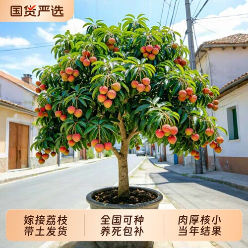 特大号荔枝树苗嫁接果树苗
