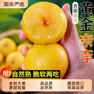 正宗黄金奈李当季新鲜水果九峰山脆甜冰糖脱骨李大果整箱包邮鲜果