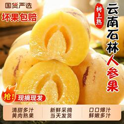 人参果新鲜水果云南石林树上熟人生果黄心圆果民勤七彩人心果整箱