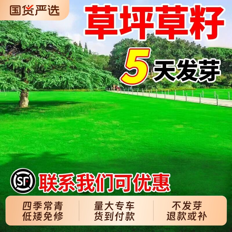草坪草籽四季常青庭院矮生地毯草绿化护坡狗牙根马尼拉黑麦草种子