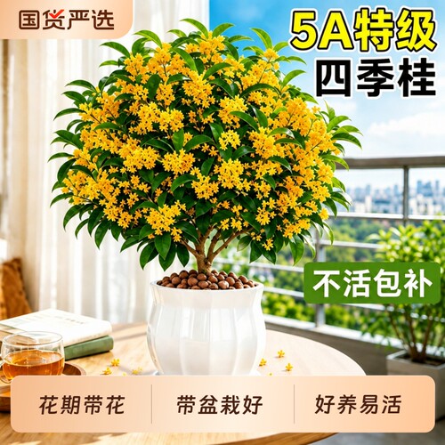 桂花盆栽树苗四季金桂老桩室内庭院阳台开花卉浓香型月桂盆景绿植