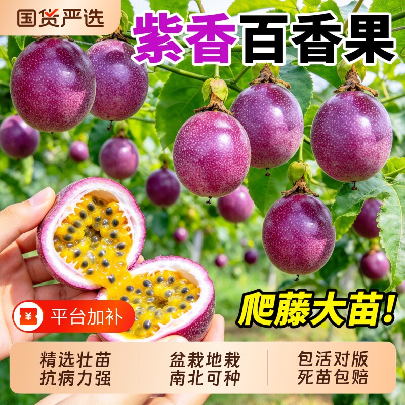紫香百香果树果苗黄金百香果嫁接盆栽特大爬藤南北方种植好养活