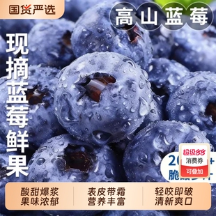 云南蓝莓鲜果新鲜水果当季现摘高山怡颗孕妇大果整箱顺丰包邮花香
