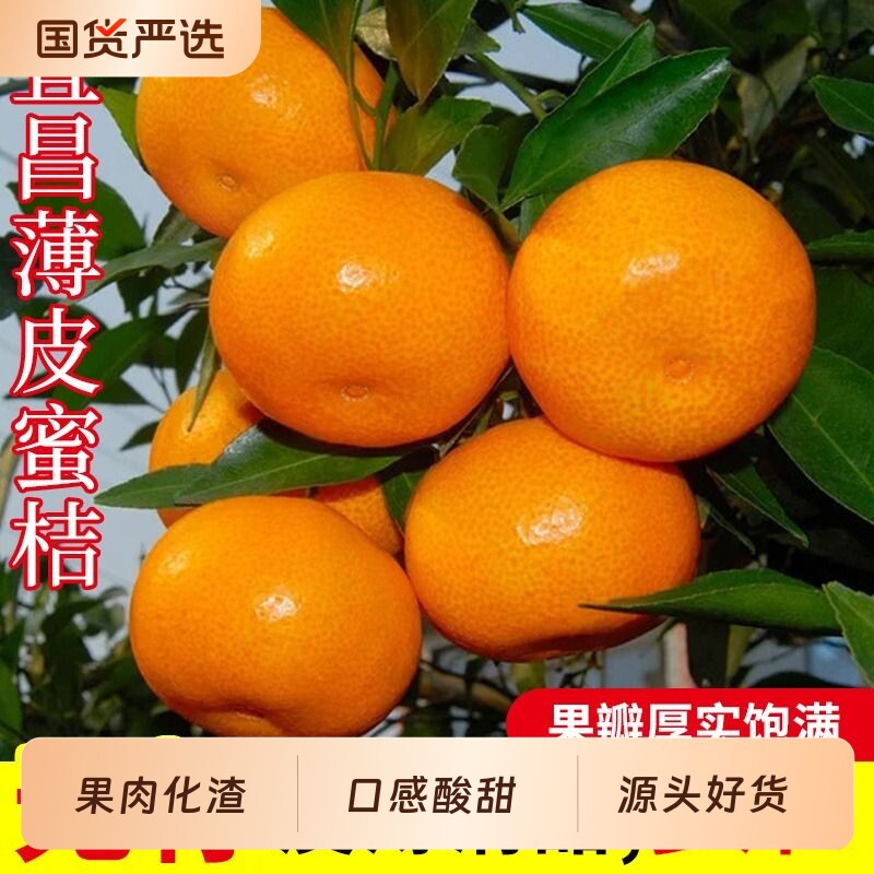 宜昌蜜橘青皮无籽桔子早熟柑子新鲜橘子孕妇水果当季桔子9斤柑橘