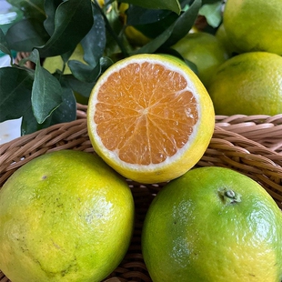 【礼盒】海南琼中绿橙冰糖橙脐橙新鲜应季特产果园现摘水果礼盒装
