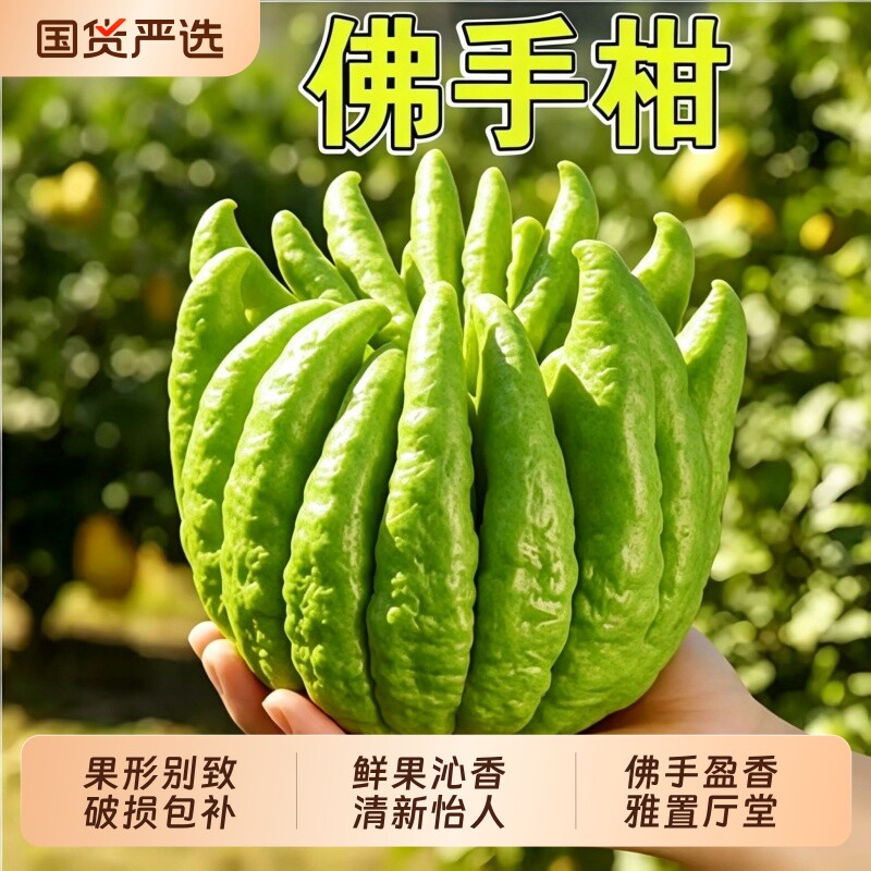 佛手柑鲜果水培植物闻香观赏桌面摆件天然新鲜葫芦托盘办公室绿植