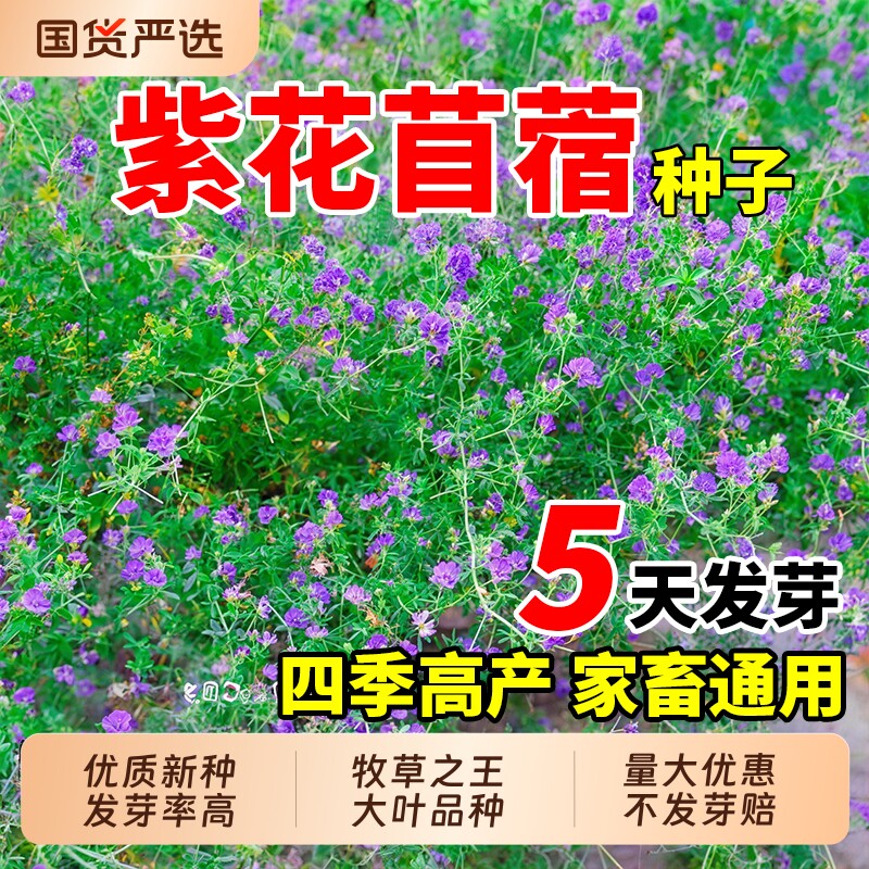 紫花苜蓿种子大叶高产多年生草籽畜牧养殖家禽喜食高蛋白牧草种籽