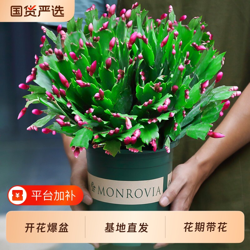 蟹爪兰盆栽带花苞混色花苗四季绿植花卉植物室内螃蟹爪莲开花好养