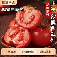 正宗沙瓤西红柿新鲜当季蔬菜水果