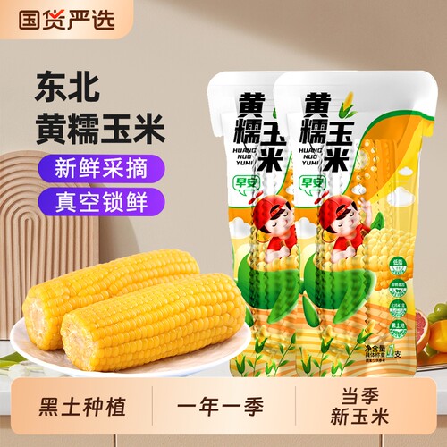 东北黄糯玉米鲜摘软糯黄苞米棒低脂饱腹主食代餐真空装新鲜健康