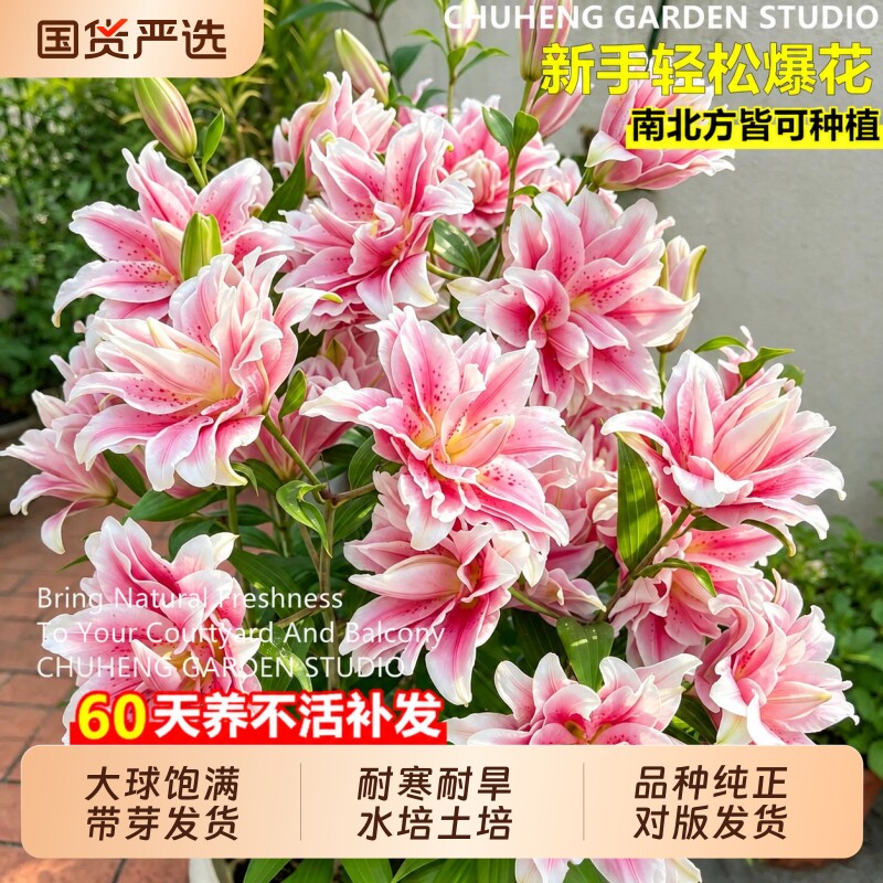 重瓣香水百合种球好养活浓香客厅庭院地栽观赏多年生花卉盆栽植物