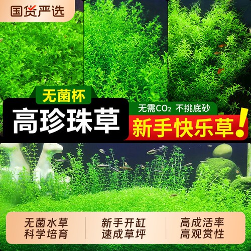 日本高珍珠水草植物生态鱼缸造景