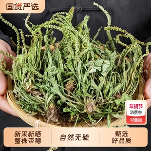 车前草野生新鲜干货官方旗舰店中药材正品袋泡茶水喝的功效与作用